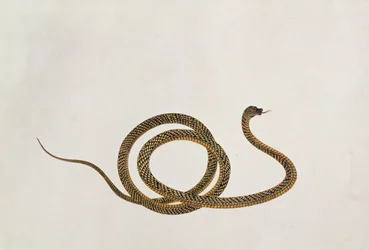Oolur, aus Zeichnungen von Tieren, Insekten und Reptilien aus Malakka, ca. 1805-18